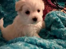 Последние твиты от texas maltipoos (@texasmaltipoos). Maltipoo Puppies For Sale In Houston Texas 07 2021
