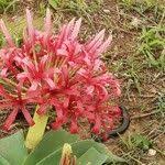 Image result for Ammocharis tinneana