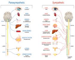 Parasympathetic Nervous System Parasympathetic Nervous System Human Nervous System Parasympathetic