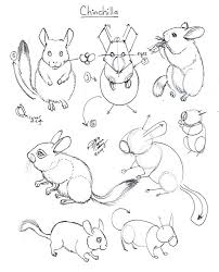 Draw Chinchilla By Diana Huang On Deviantart Chinchilla Nature Sketch Animal Sketches