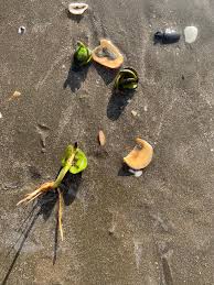 Image result for Dasylepis eggelingii