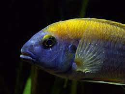 How To Solve A Problem Like Whitespot Practical Fishkeeping