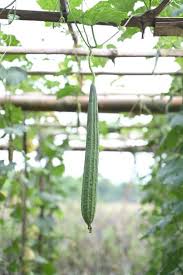 Image result for Luffa acutangula