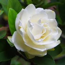 Image result for Gardenia imperialis