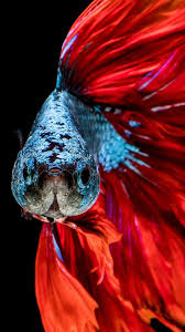 Discover this awesome collection of fish iphone wallpapers. Full Hd Iphone Fish Wallpaper Sheikhalove Iphone Wallpaper