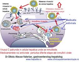 In cele ce urmeaza vom. Desi Viremia Este Nedectabila Virusul C Poate Persista In Ficat Cabinet De Gastroenterologie Si Hepatologie Bucuresti 0758 751 841