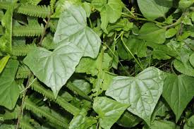 Image result for Zehneria