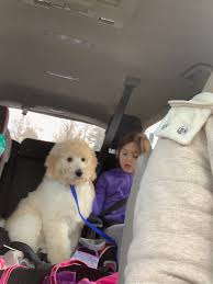 Aquatic dog is a family owned business with excellent customer service & product selection. Dreamydoodles Welcome Home Puppy Packet Mini Aussiedoodles And Australian Labradoodle Puppies Best Aussiedoodle Breeders In Washington State Portland Oregon