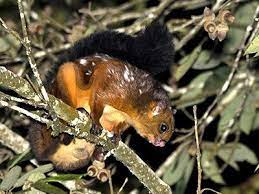 Spotted Giant Flying Squirrel Petaurista Elegans The Spotted Giant Flying Squirrel Has An Extensive Range Which Stret Flying Squirrel Squirrel Giant Squirrel