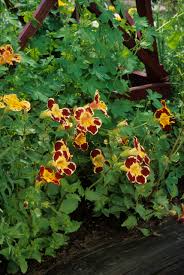 Image result for Mimulus