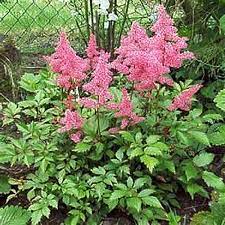 Onlineplantcenter 1 Gal Rheinland Meadow Sweet Plant A178cl The Home Depot Garden Flowers Perennials Meadow Garden Flowers Perennials