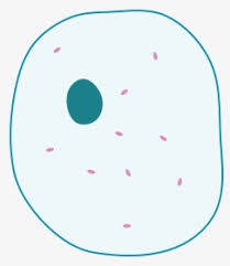 We did not find results for: Animal Cell Diagram Without Labels Animal Cell Diagram Numbered Hd Png Download Kindpng