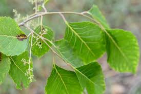 Image result for Homalium