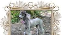 Moyen Poodle for sale from www.lyonslittlepawz.com
