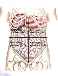 Learn tricks for remembering the four abdominal quadrants and nine abdominal regions for first, let's take a look at the four quadrants, which are created by an intersecting horizontal (transverse). Four Quadrants Of The Abdomen Diagram Quizlet