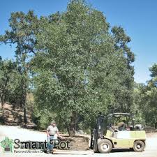 Smart pots are the industry leader in fabric pots for gardening and growing plants. Amazon Com Smart Pots 400 Gallon Smart Pot Soft Sided Container Tan Garden Outdoor