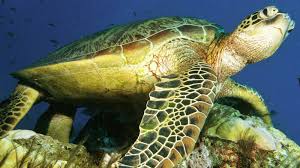Adorable Sea Turtles Pictures Of Turtles Sea Turtle Turtle Conservation