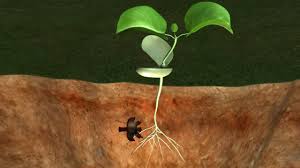 Animation project to illustrate certain values in judaism. 3d Model Germination Seed