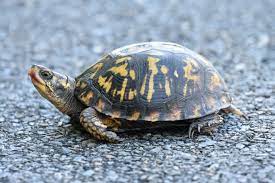 With a biologist on site, you can expect a health new pet. Creature Feature Box Turtle Raritan Headwaters