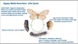 Gypsy Moth Aerial Spray For Toronto In 2019 Youtube