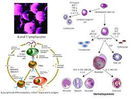 Image result for B-Lymphocyte