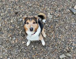 We would like to show you a description here but the site won't allow us. Hunde Tierheim Paradiesli