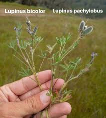 Image result for Pachylobus