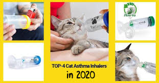 Does your cat have asthma? Best Cat Inhalers For Asthma In 2021 Ultimate Comparison Technomeow