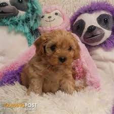 Cavoodle Puppies In 2021 Teddy Bear Dog Cavoodle Dog Cavapoo Puppies