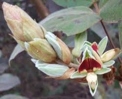 Image result for Rhynchosia mannii