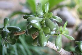 Maybe you would like to learn more about one of these? Gardening 101 Jade Plant Gardenista