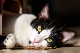 Arabian maus are a highly active cat. Arabian Mau Cat Breed Info Pictures Temperament Traits Excited Cats