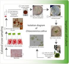 Scopri ricette, idee per la casa, consigli di stile e altre idee da provare. Frontiers Revealing The Characteristics Of The Antarctic Snow Alga Chlorominima Collina Gen Et Sp Nov Through Taxonomy Physiology And Transcriptomics Plant Science