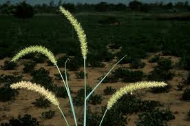 Image result for Cenchrus biflorus