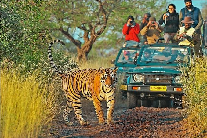 Ranthambore National Park Tiger Safari Rajasthan