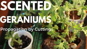 Image result for cuttings of geraniums
