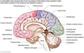 Collection of brain diagram (40) psychology labeled brain diagram brain with labels Brain Parts Of The Brain Thalamus Cf7zmfsb Brain Diagram Brain Anatomy Human Brain Anatomy