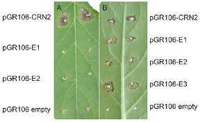Examples Of Pvx Agroinfection In Potato Potato Genotype Mar3 Download Scientific Diagram We found that mastenbroek.com is poorly 'socialized' in respect to any social network. researchgate