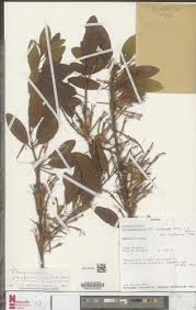 Image result for Phragmanthera usuiensis