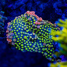 Image result for Discopodium