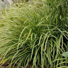 Image result for Carex mannii