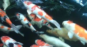 Sudah banyak orang yang melihat ikan koi dijual dengan harga yang sangat murah. Indukan Dan Bibit Ikan Koi Murah Purwokerto Demen Ikan Nusantara