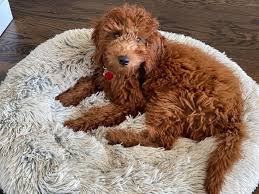 Miniature irish doodle puppies for sale in north carolina. Irish Setter Introducing The High Energy Gun Dog With Charm K9 Web