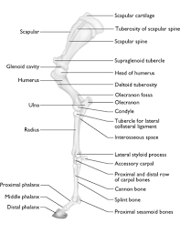 The limbs of the horse are structures made of many bones, joints, muscles, tendons and ligaments that support the weight of the horse's body. The Horse Veterian Key