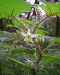 Image result for Solanum aculeatissimum