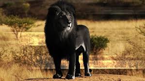 Sanjay Gandhi National Park Borivali ...