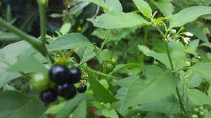 Strawberry flowers originate in the crowns of strawberry plants. Free Photo Flower And Berries Berries Bloom Flower Free Download Jooinn