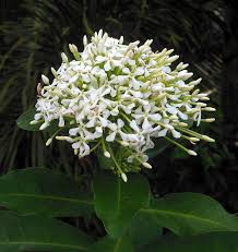 Image result for Ixora fastigiata