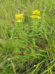 Image result for Hypericum quartinianum