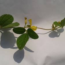 Image result for Macrotyloma africanum